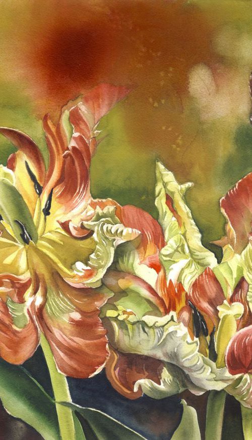 Parrot tulips with red by Alfred  Ng