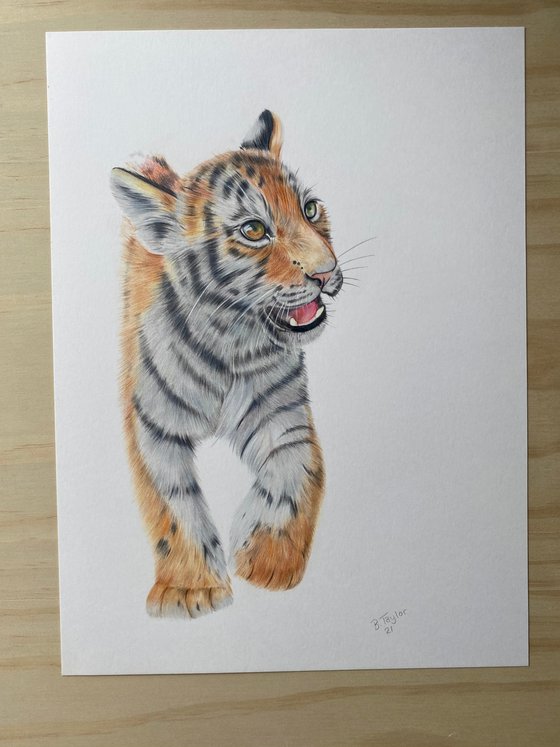 Tiger drawing