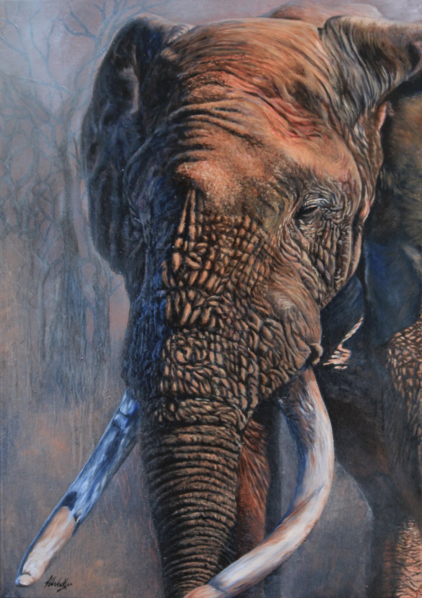 Elephant in the mist by Kristina Waddingham