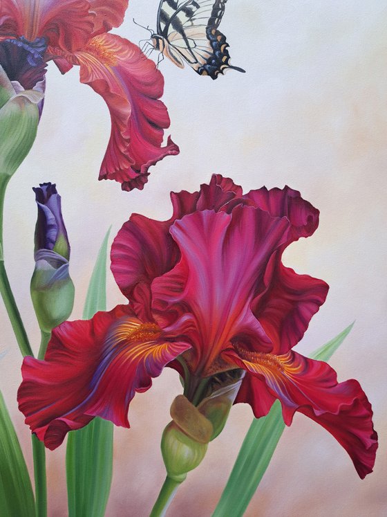 "Bright colors of summer", red irises with butterfly