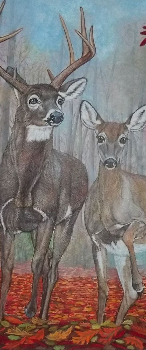 Careful steps, White tailed Deer, Buck and Doe by Sofya Mikeworth