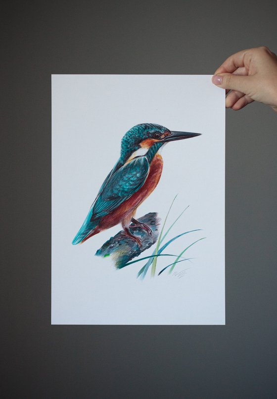 River Kingfisher