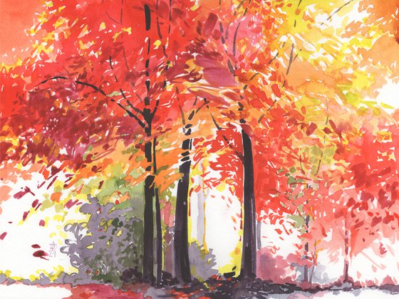 Autumn colors - maples