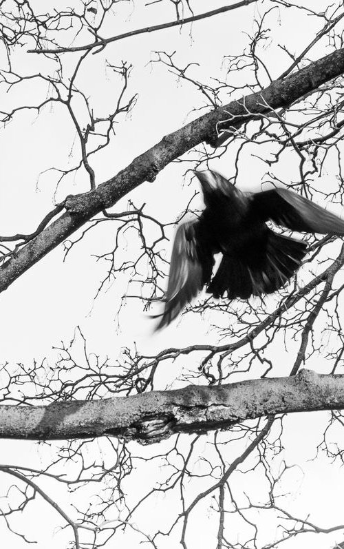 Take off (from the "Birds" set) by Adam Mazek