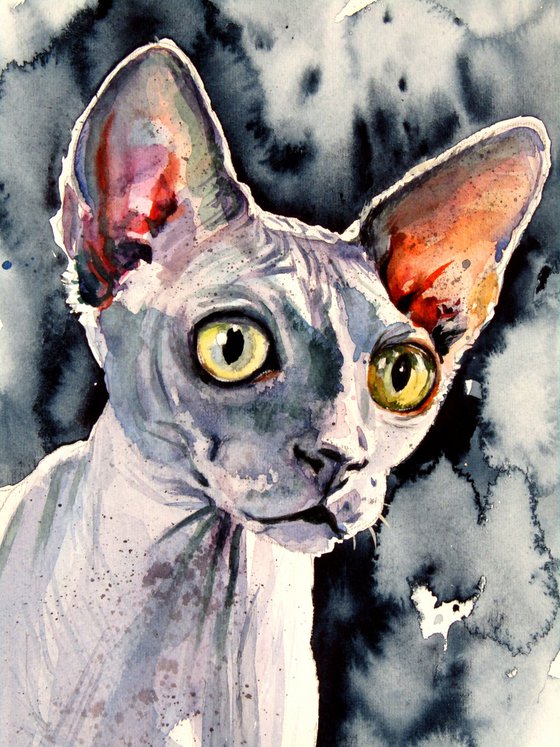 Sphynx cat
