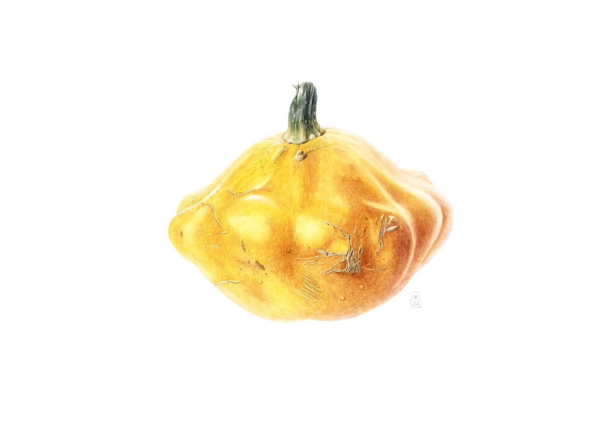 Photorealistic Botanical Watercolour By Yuliia Moiseieva, 21 X 15", Yellow Pattypan Squash, Original Artwork