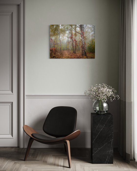 Autumn Calm II — Misty Birches