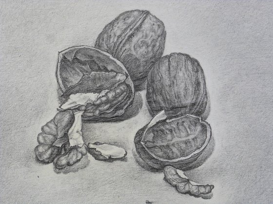 The nuts, still life, drawing