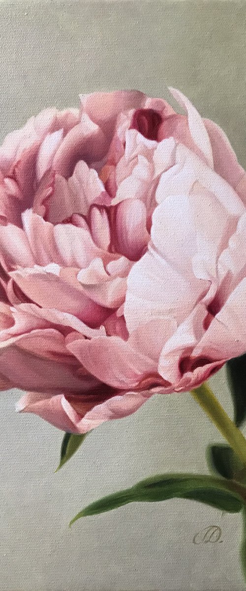 PINK PEONY by Julia Diven