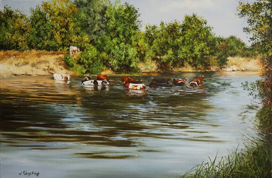 Cows in River