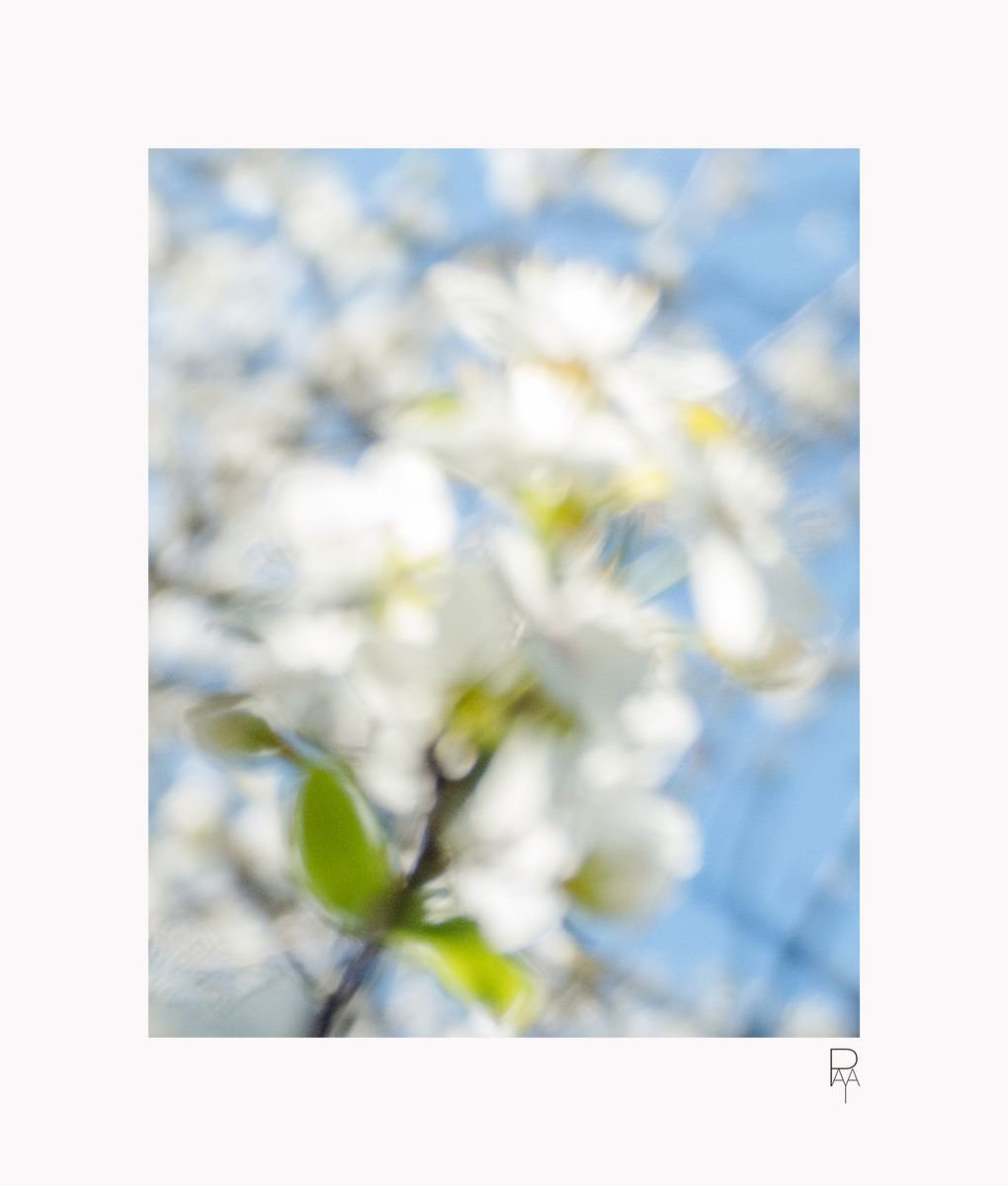 Sakura 3 by Raphal Paya