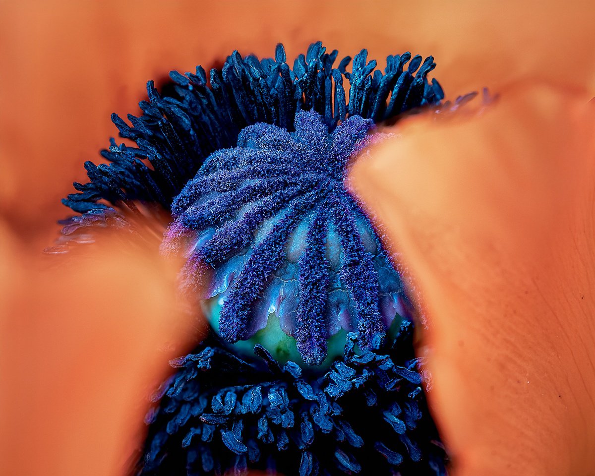 Organic Botanical Photograph By Inna Etuvgi, 21 X 17, Chamber, Original Artwork