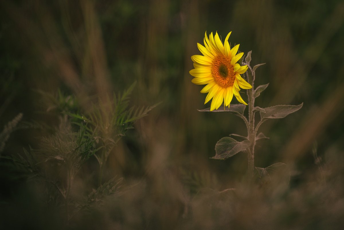 Impressionistic Photograph , Golden Silence V – Solitary Light By Vlad Durniev, 24 X 16, Artwork For Sale On Artfinder