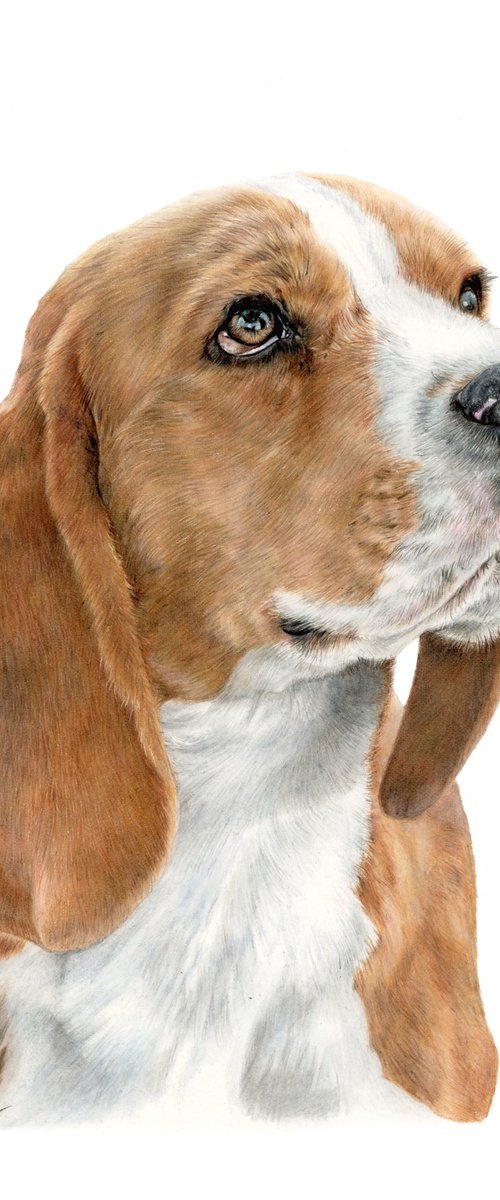 Beagle by Annika Schmitt