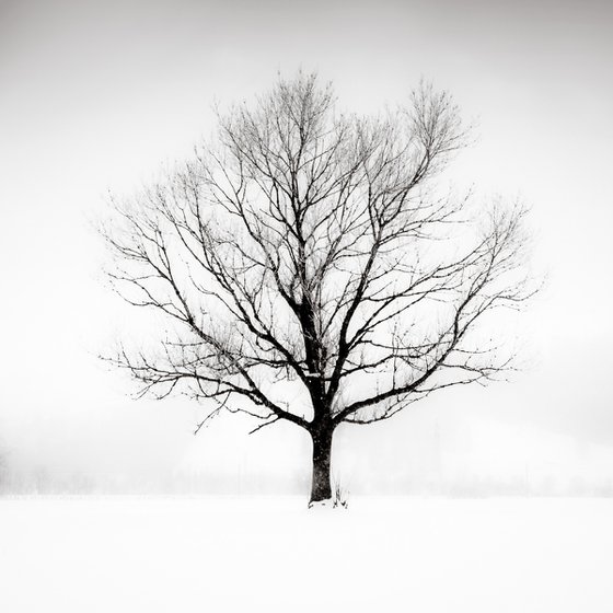 Solitude in White