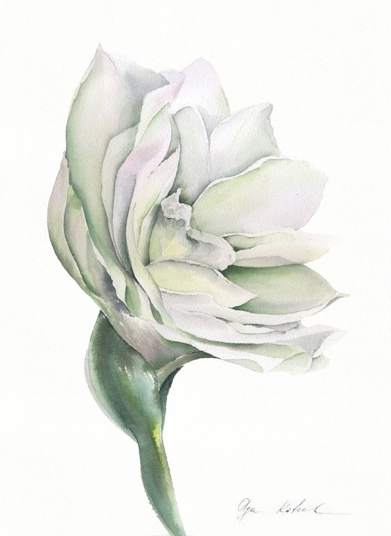 White Amaryllis