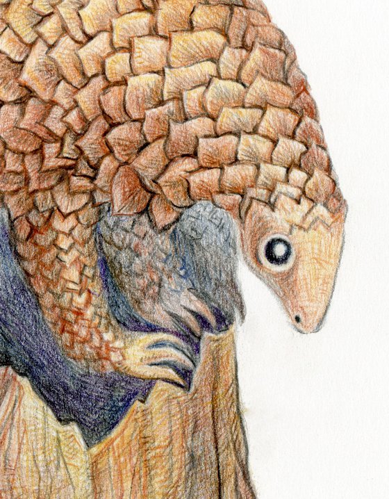 Pangolin original illustration