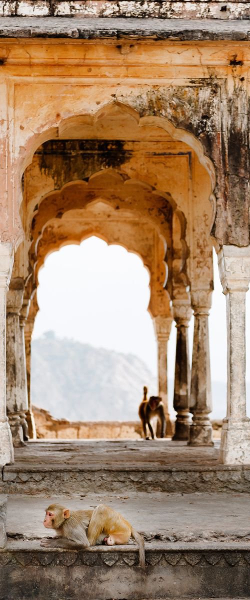 Monkeys in Temple Ruin, Jaipur by Tom Hanslien