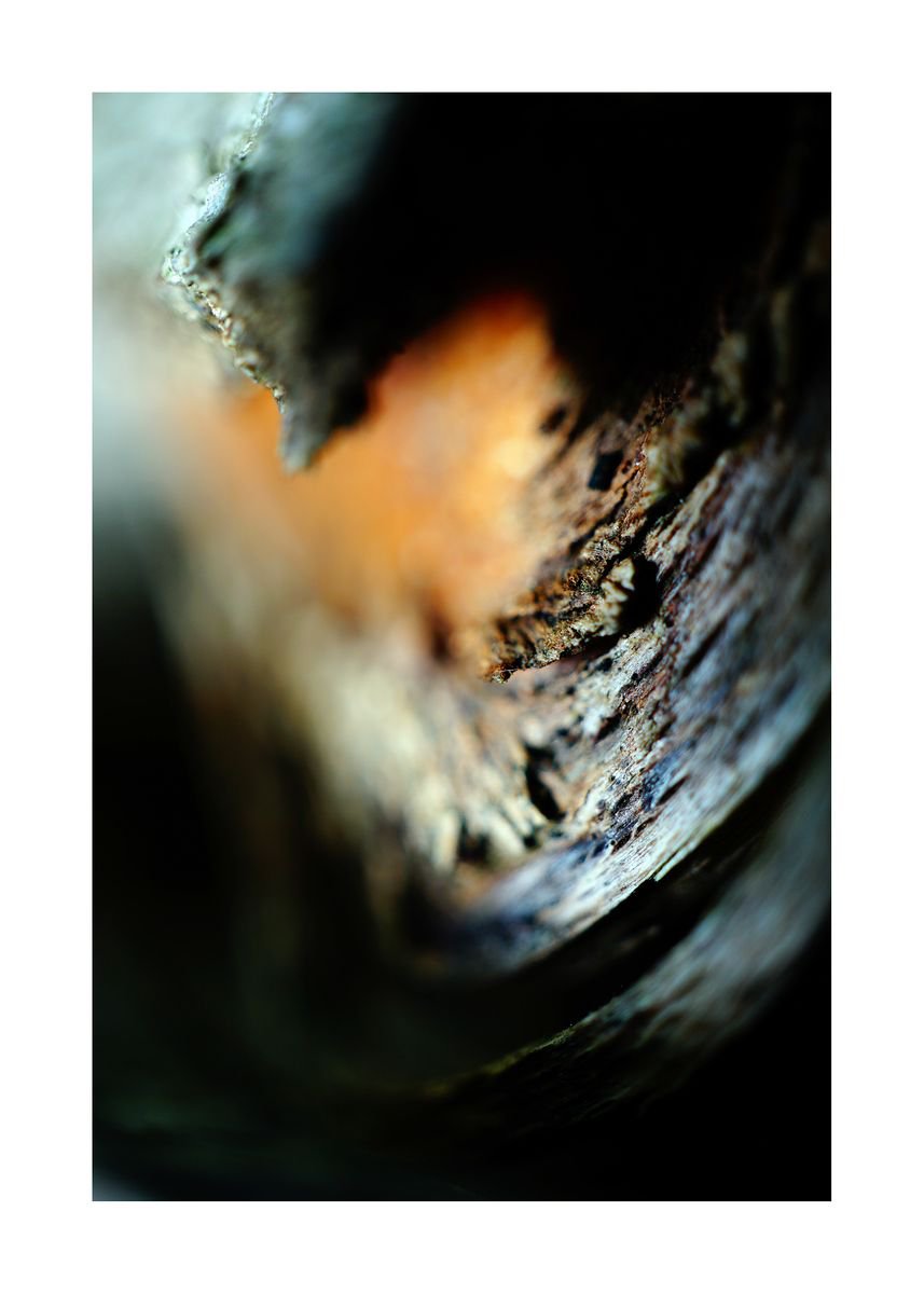 Abstract Nature Photography 122 (LIMITED EDITION OF 15) by Richard Vloemans