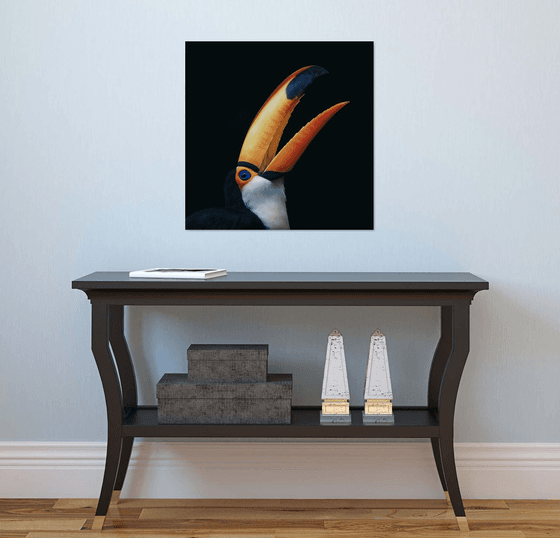 Toco Toucan