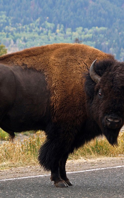Wandering Yellowstone Bison by Alex Cassels