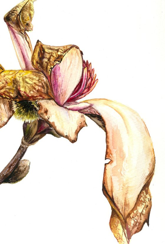 Fading Magnolia