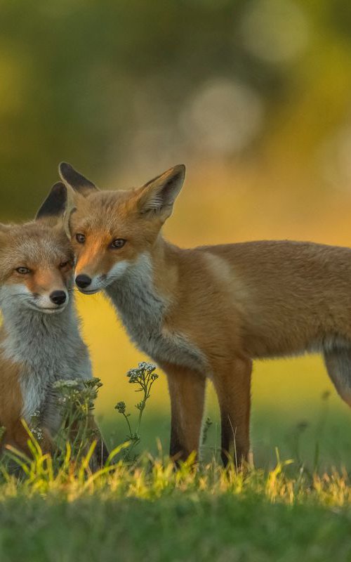 Photography | Animal | Vulpes vulpes by Boris Belchev