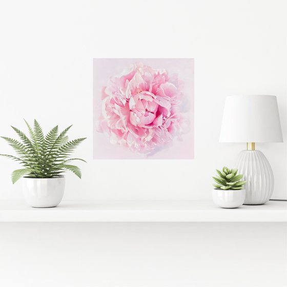 Delicate Peony Bloom