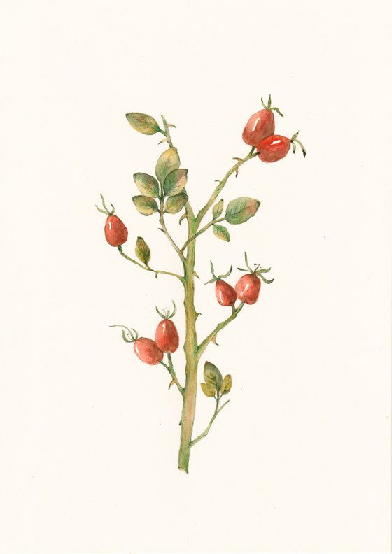Set of Rosehip Watercolor