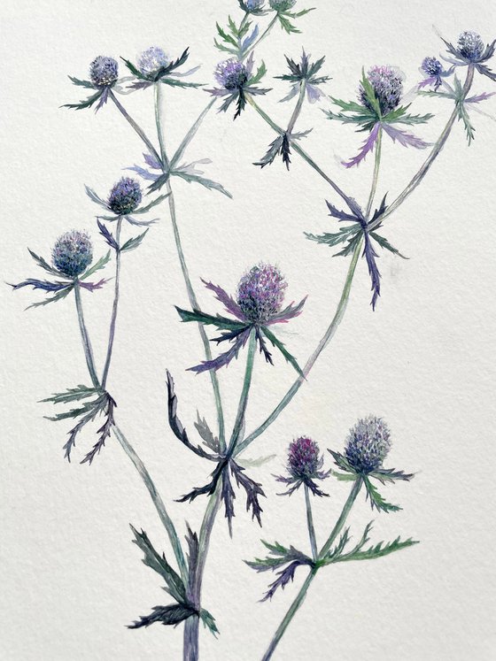 Delicate thistle watercolor illustration