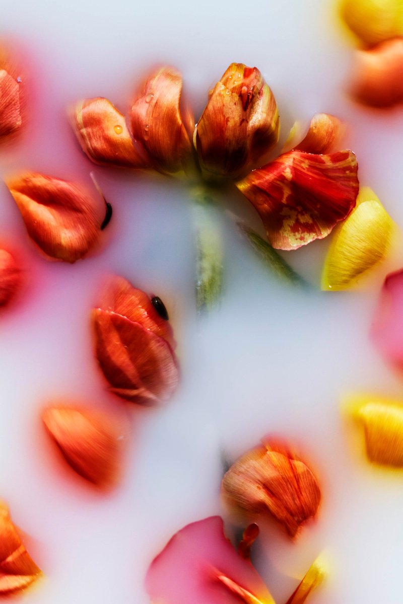 Impressionistic Still Life Photograph By Sandra Platas Hernandez, 12 X 17", El Lenguaje De Las Flores Iii, Original Artwork