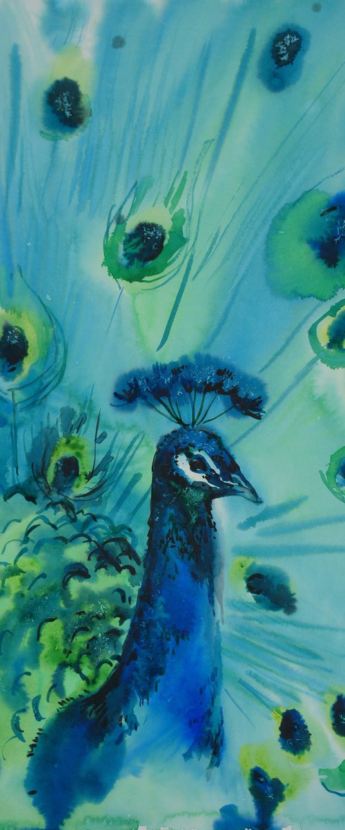 Peacock by Elena Sanina