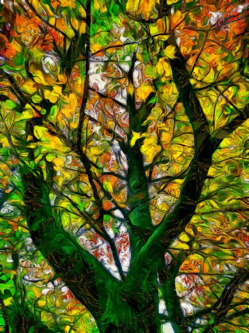 Into the Tree Top 19 Autumn Approaches by Alistair Wells