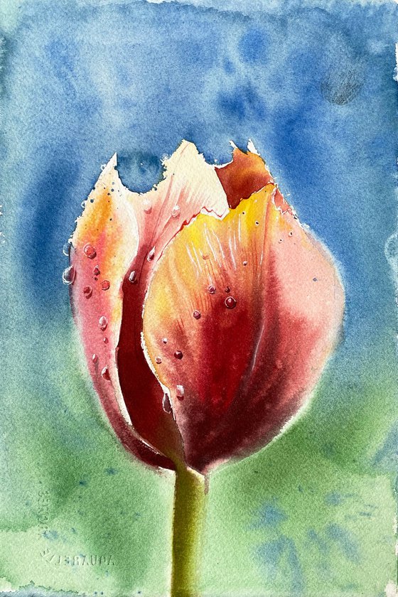 Red &amp; orange tulip