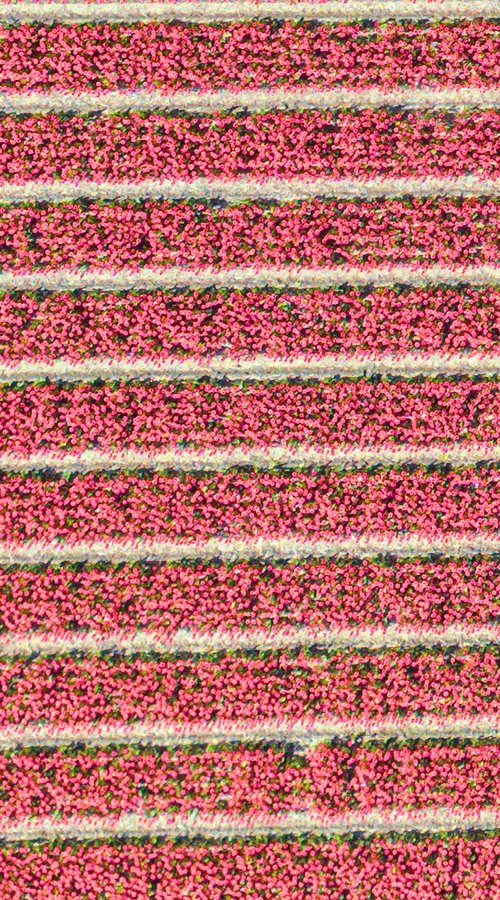 THE RED by Fabio Accorrà