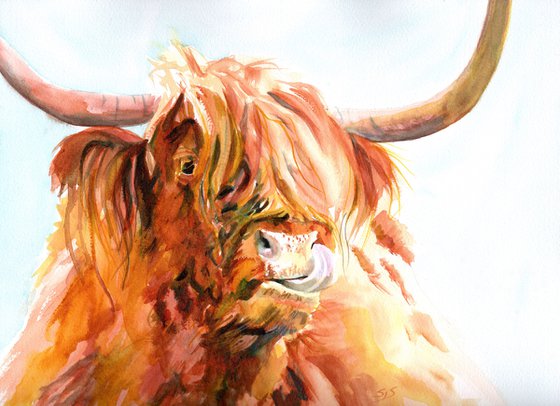 Highland Cow