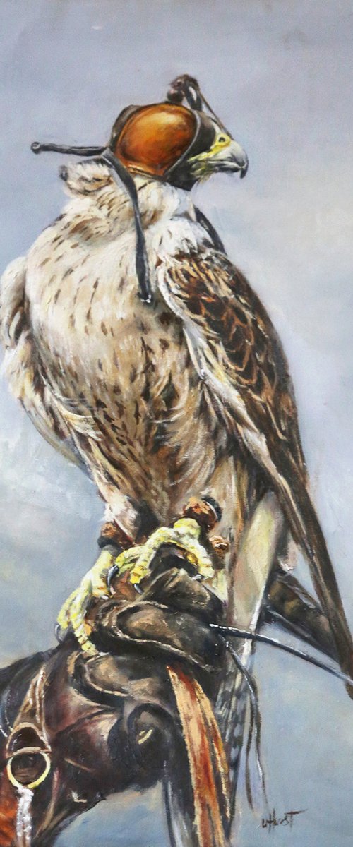 Saker falcon bird of prey by Una Hurst