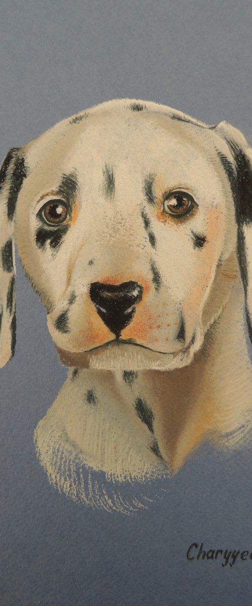 Dalmatian by Kakajan Charyyev