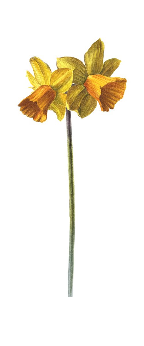 Yellow Daffodil Painting by Yuliia Prokopchuk