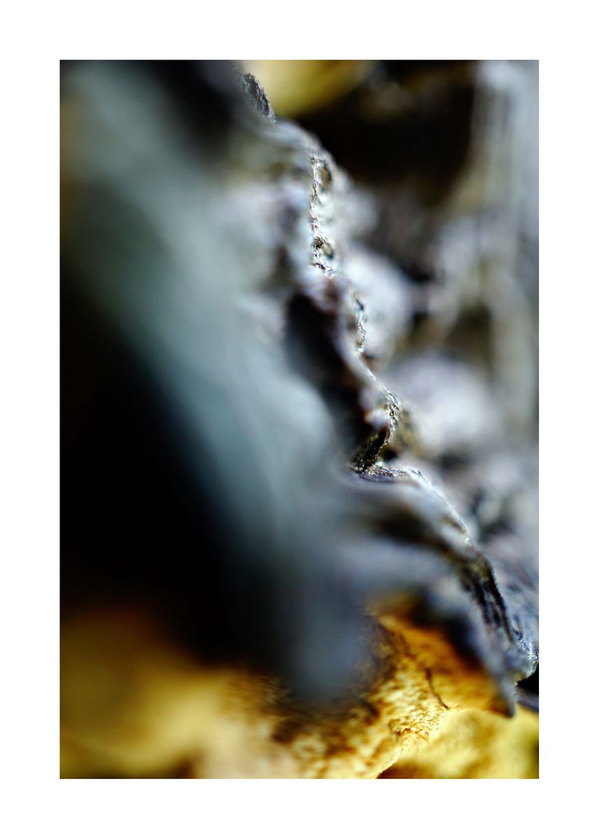 Abstract Nature Photography 96 (LIMITED EDITION OF 15) by Richard Vloemans