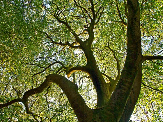 Beech Tree Canopy 2