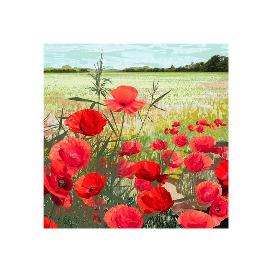 Poppies