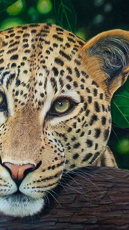 Leopard by Silvia Frei