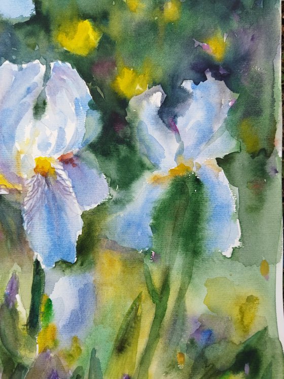 Charming flowers of iris