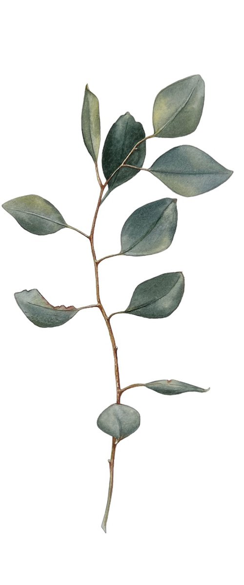 Eucalyptus branch. Original watercolor artwork. by Nataliia Kupchyk