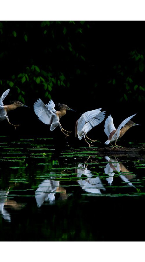 Landing by Maurizio Landriscina