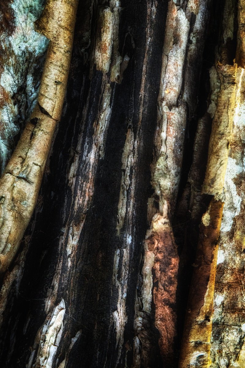 Abstract Still Life Photograph By Karim Carella, 31 X 45", Lifeblood #28, Original Artwork