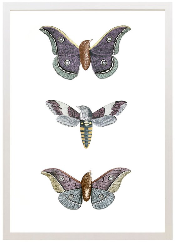Metamorphic Moth-birds