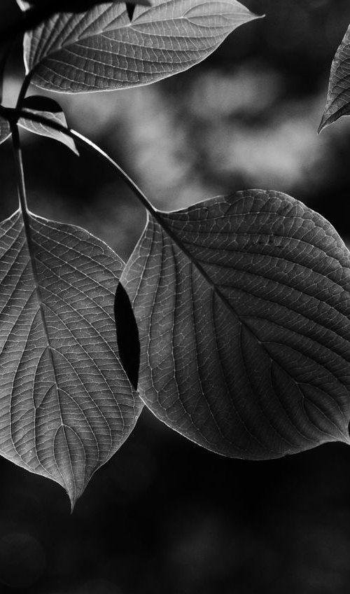 Cornus Leaves, Study I. by Charles Brabin