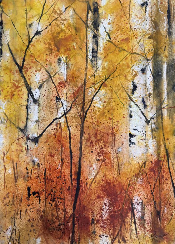 Autumn Birch trunks